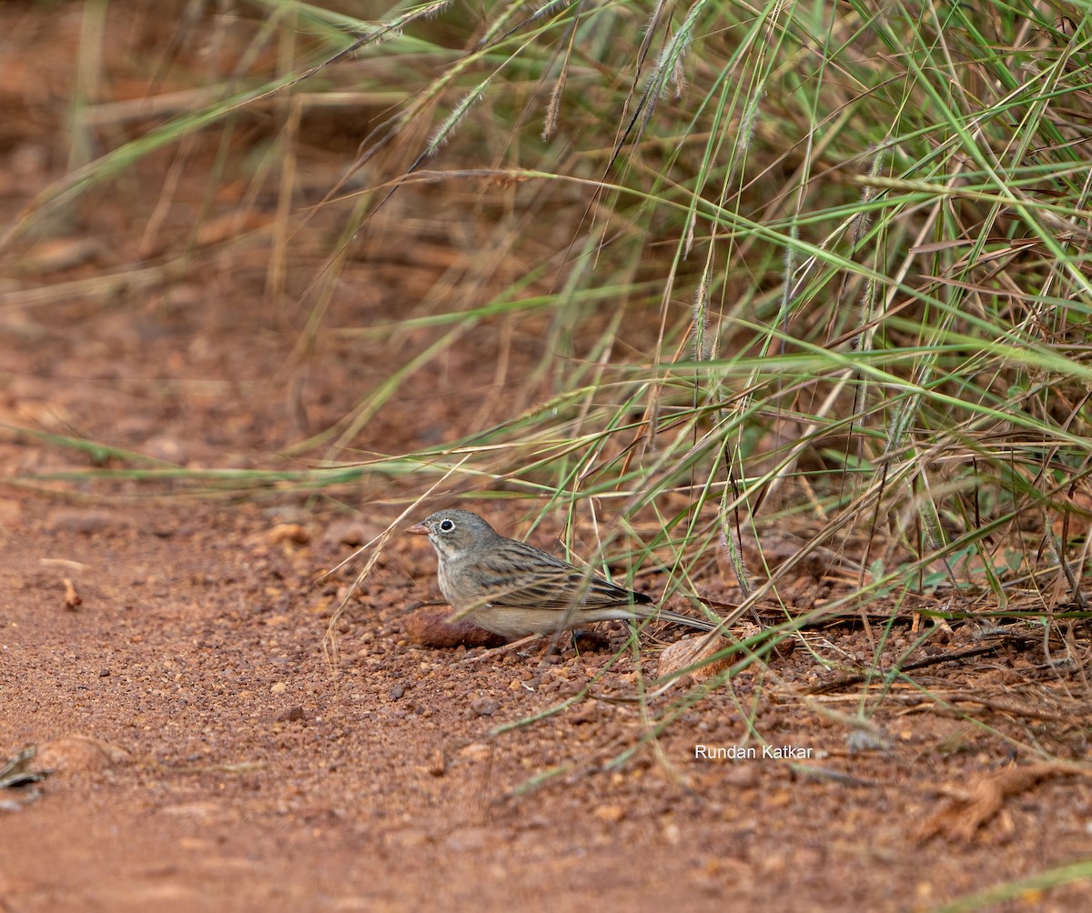 Gray-necked Bunting - ML644468022