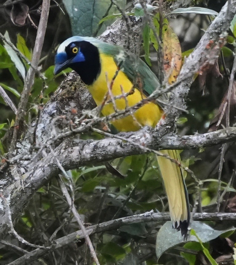 Inkablaurabe - ML644468024