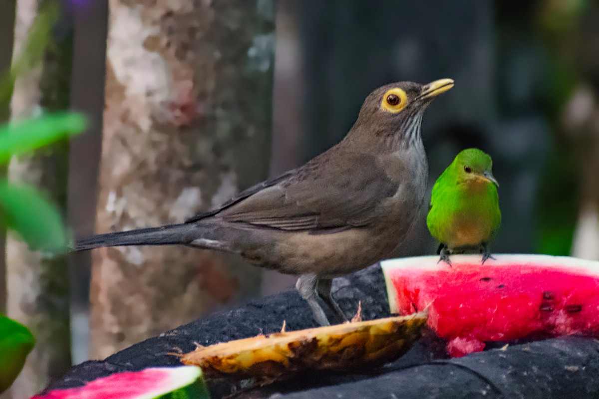 Spectacled Thrush - ML644468037