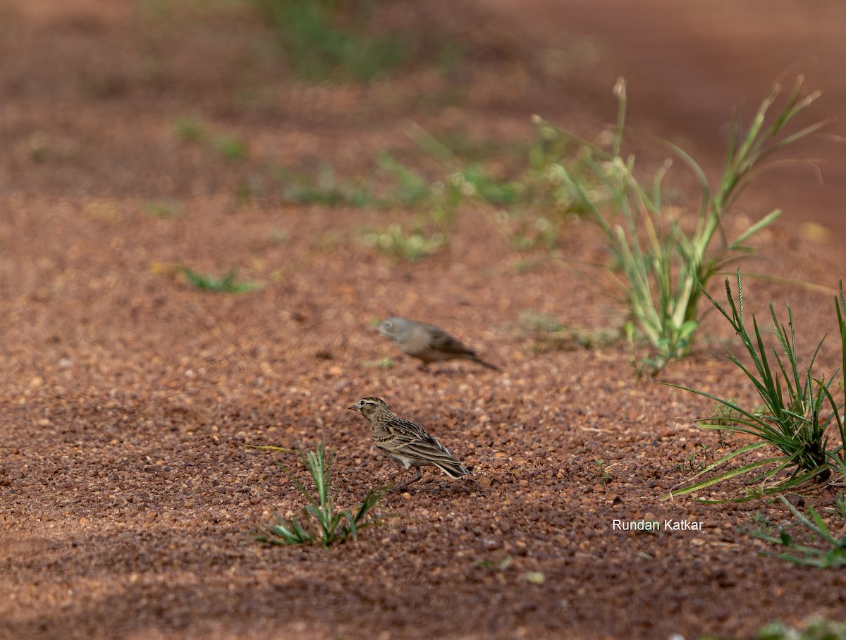 Greater/Mongolian Short-toed Lark - ML644468050