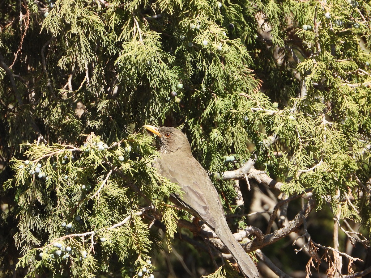 Yemen Thrush - ML644468051
