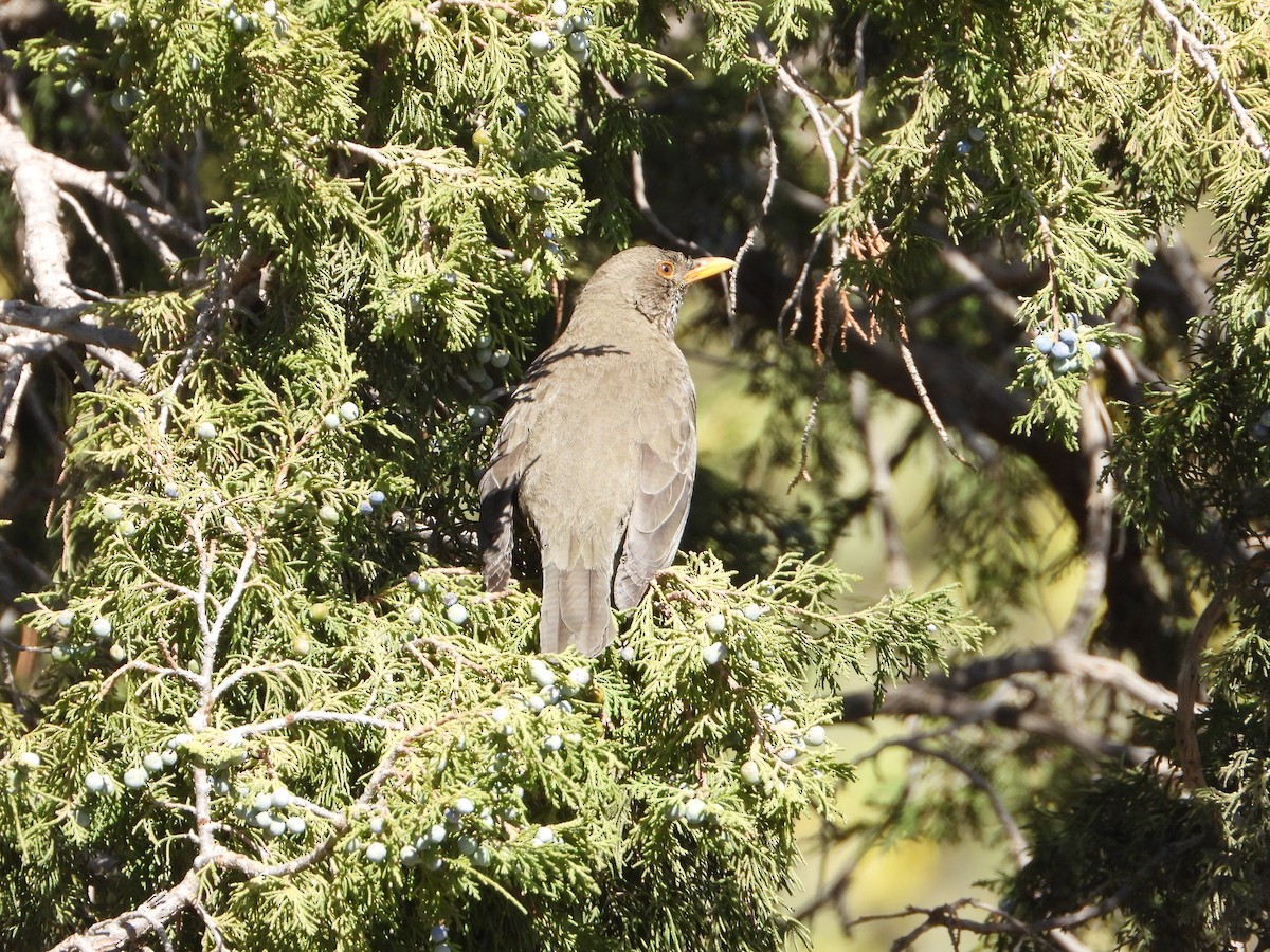 Yemen Thrush - ML644468052