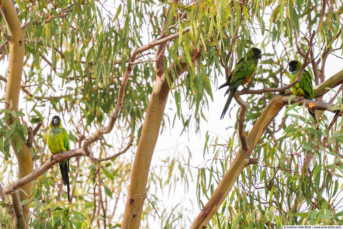 Nanday Parakeet - ML644468056