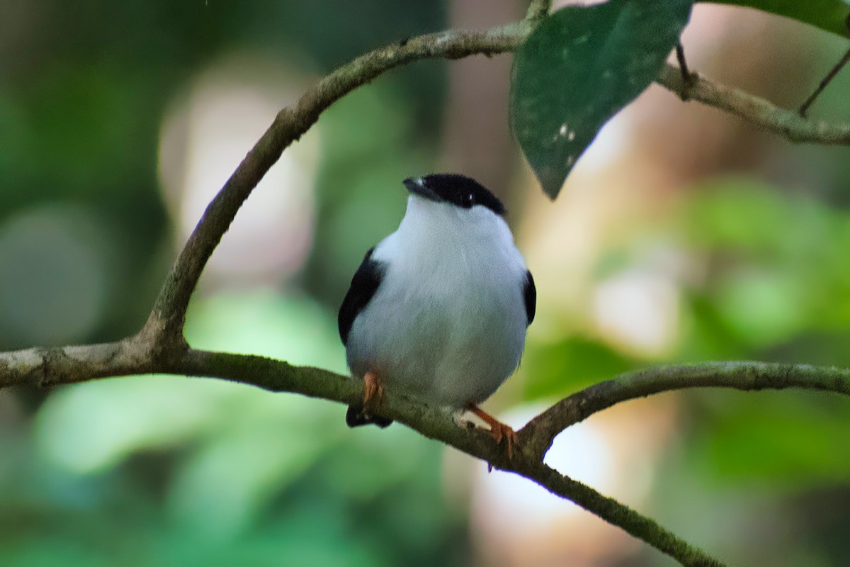 White-bearded Manakin - ML644468058