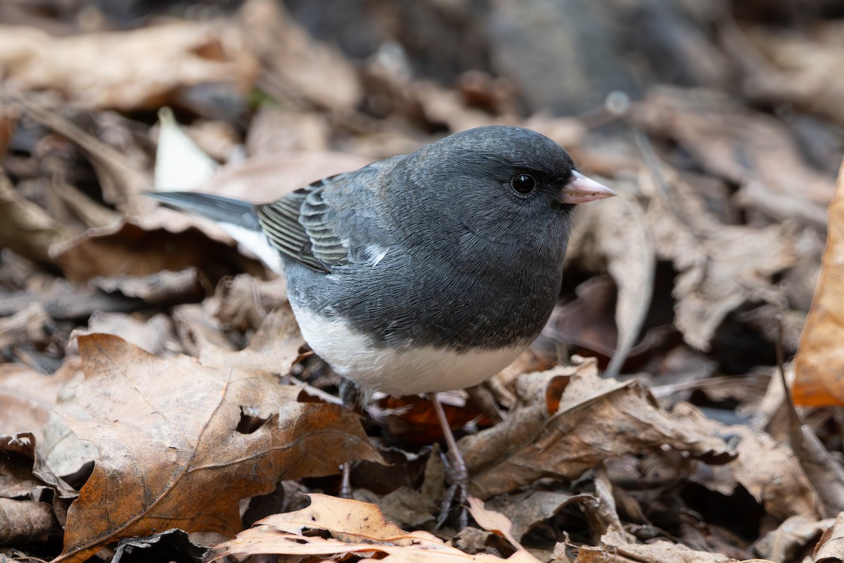 Kara Gözlü Junko - ML644468072