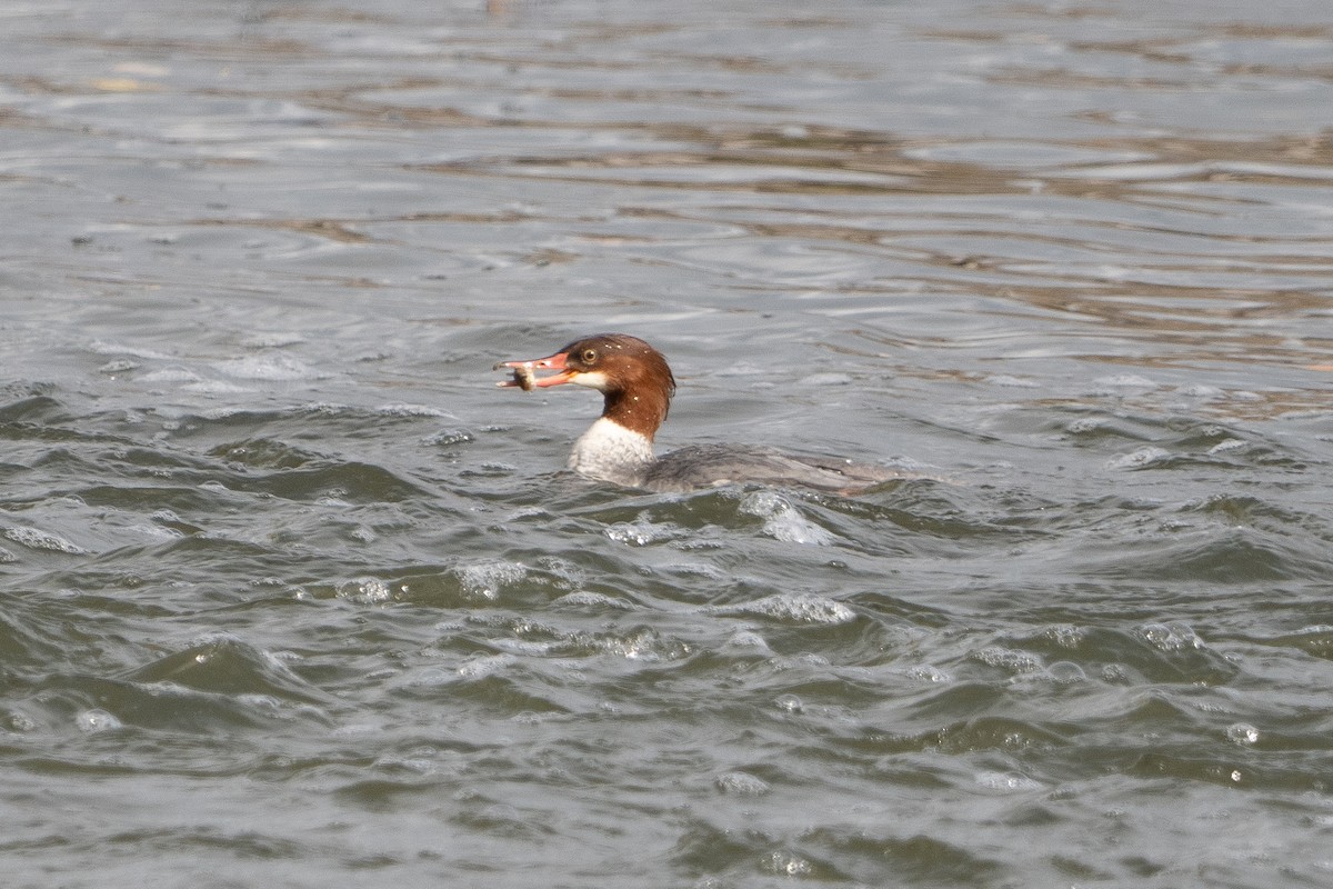 Büyük Tarakdiş - ML644468075