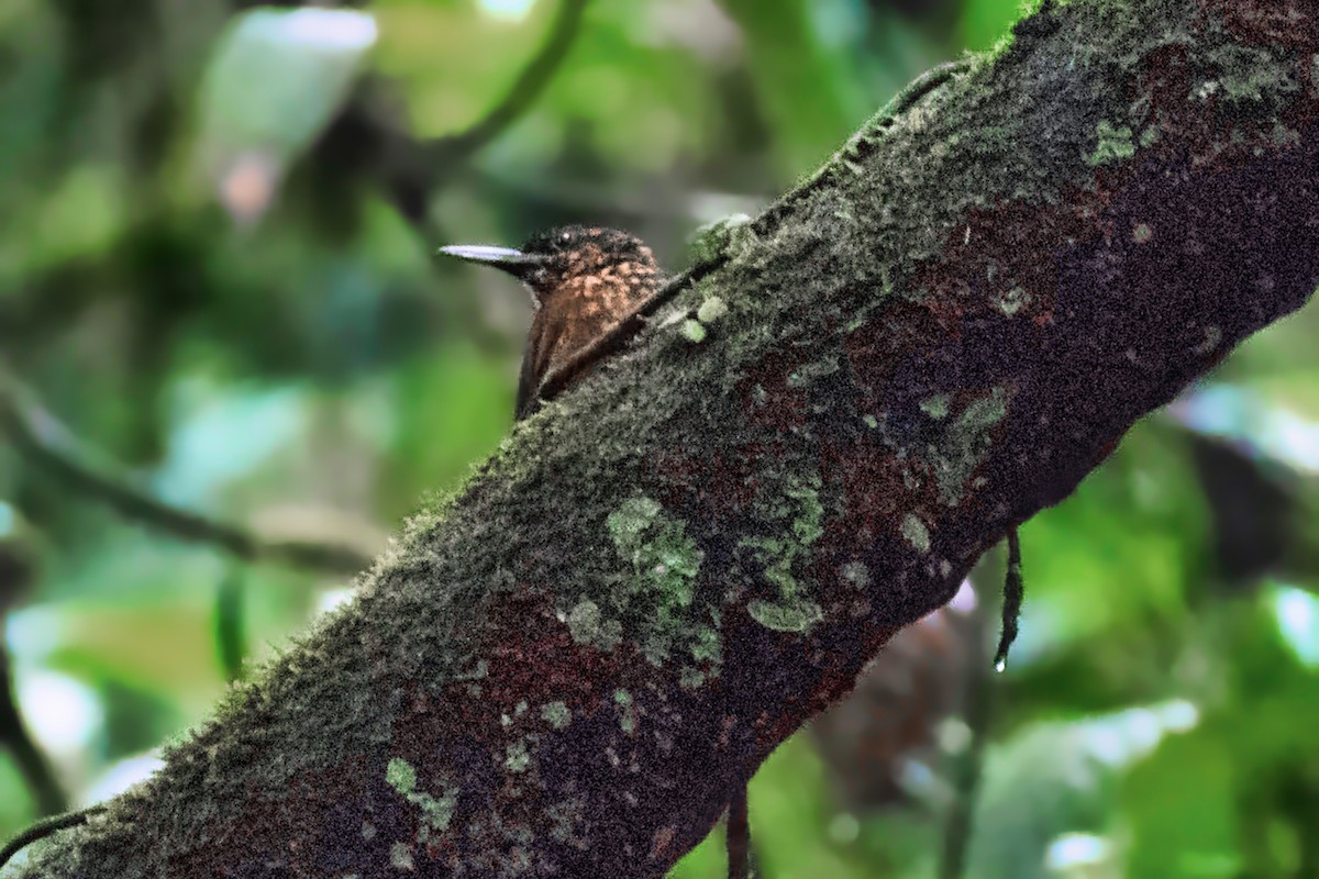 Cocoa Woodcreeper - ML644468082