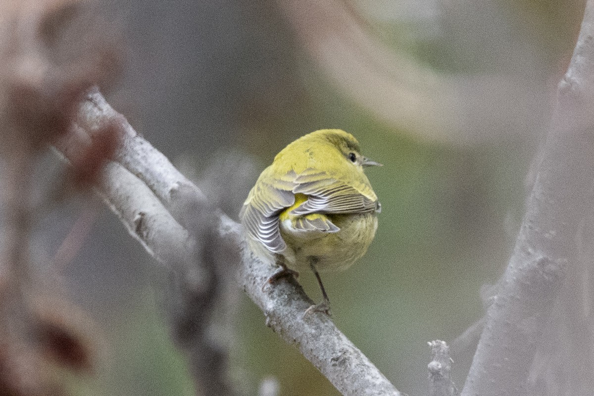 Tennesse Ötleğeni - ML644468086