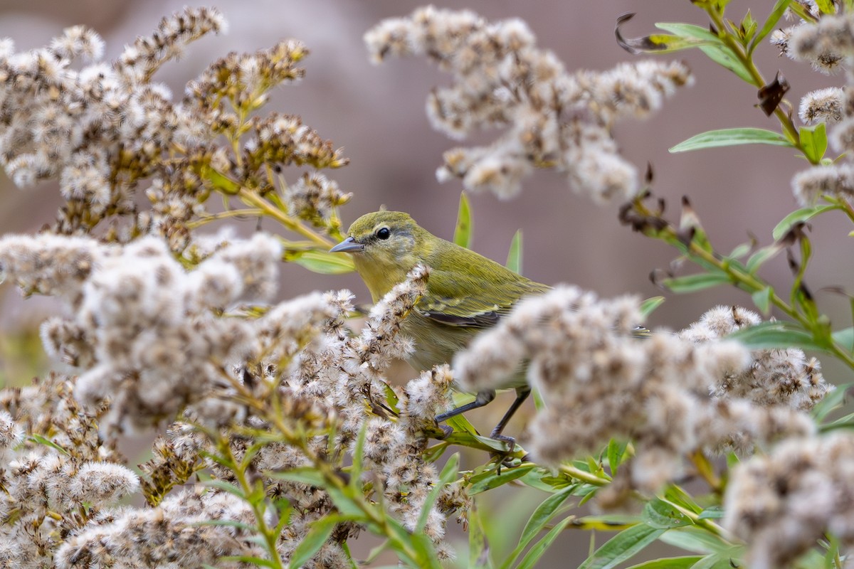 Tennesse Ötleğeni - ML644468087