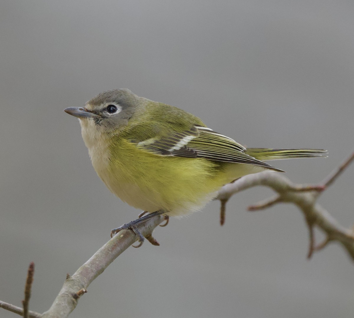 Blue-headed Vireo - ML644468092
