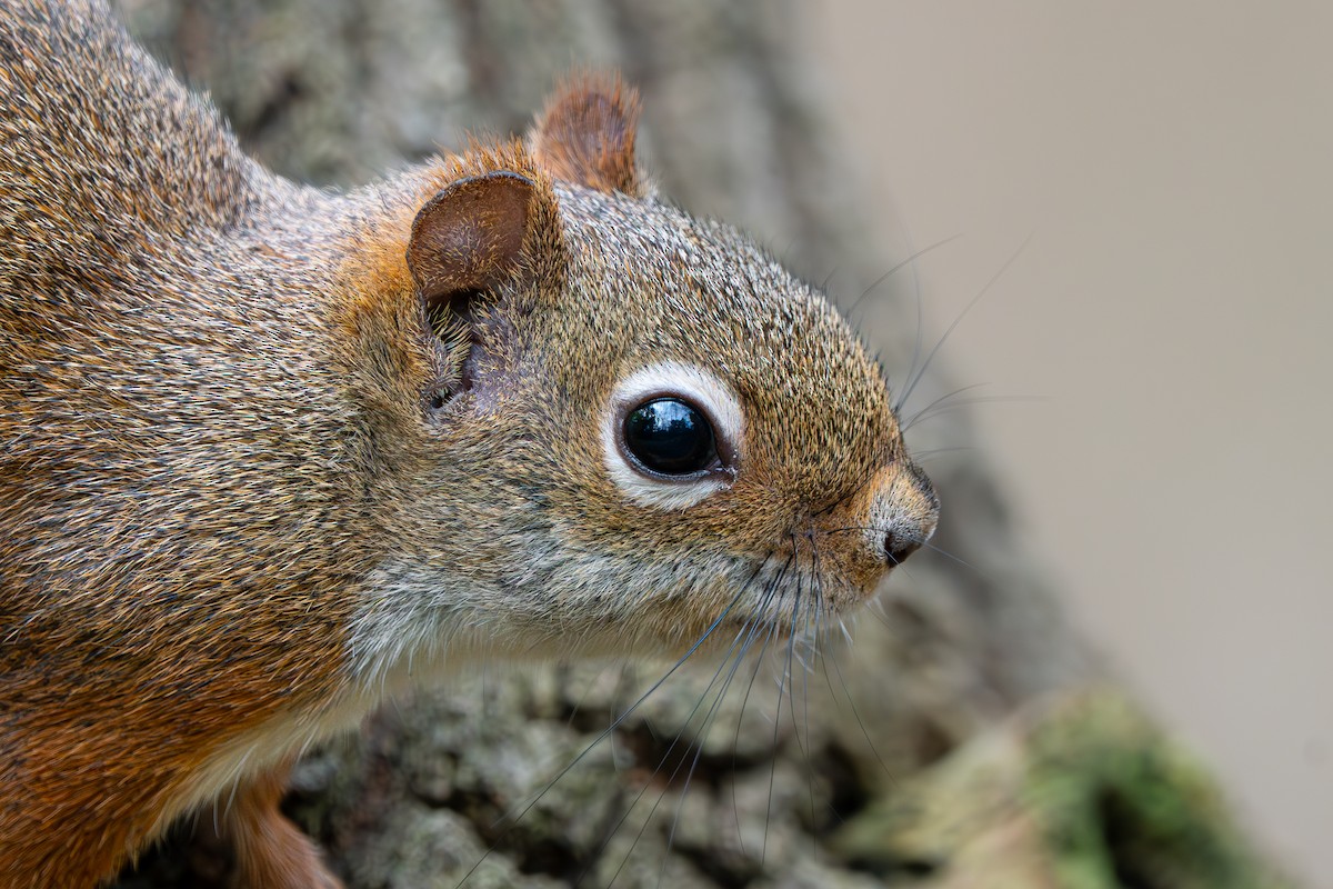 Amerika Kızıl Sincabı - ML644468093