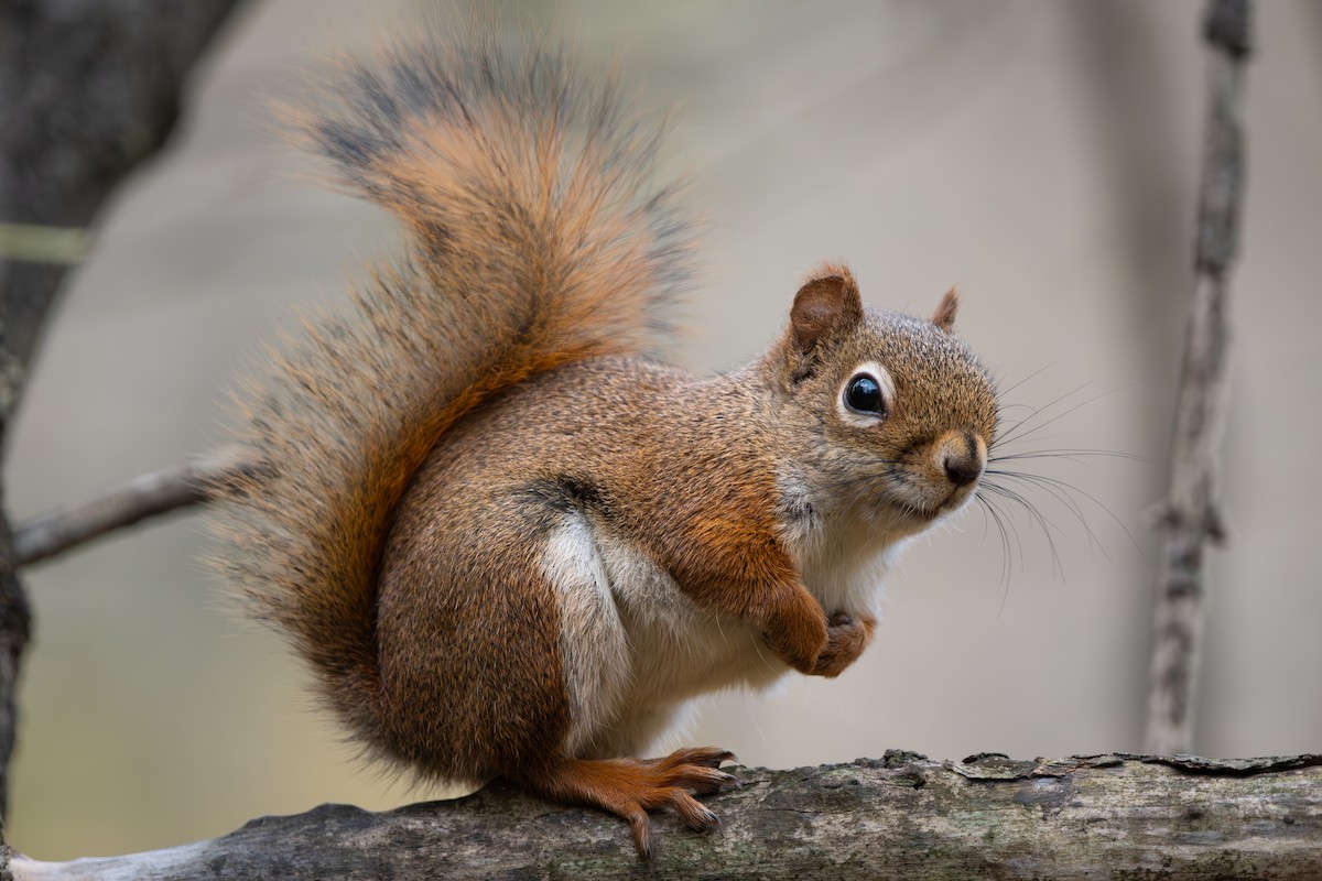 Amerika Kızıl Sincabı - ML644468094