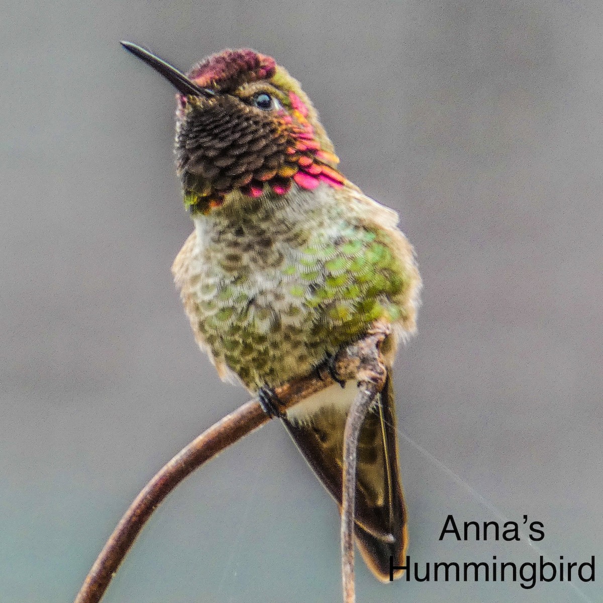 Anna's Hummingbird - ML644468100
