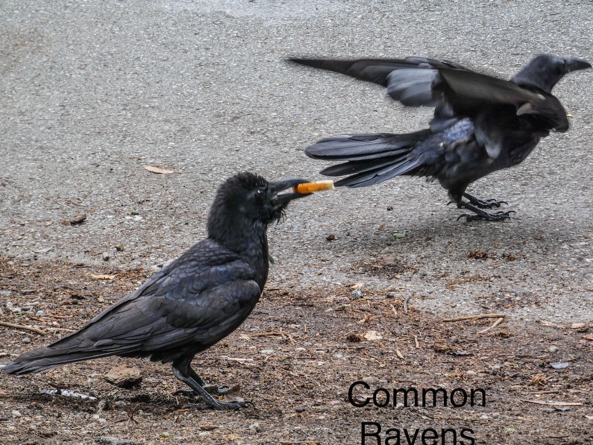 Common Raven - ML644468109