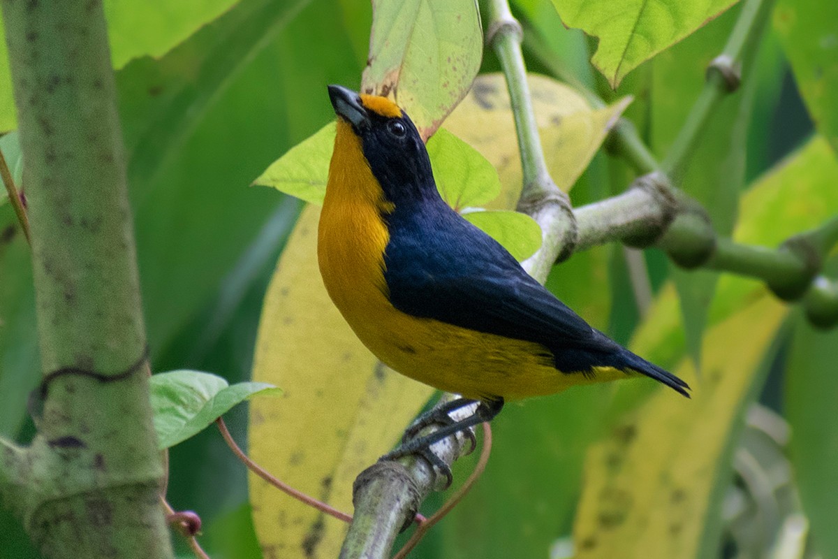 Violaceous Euphonia - ML644468112