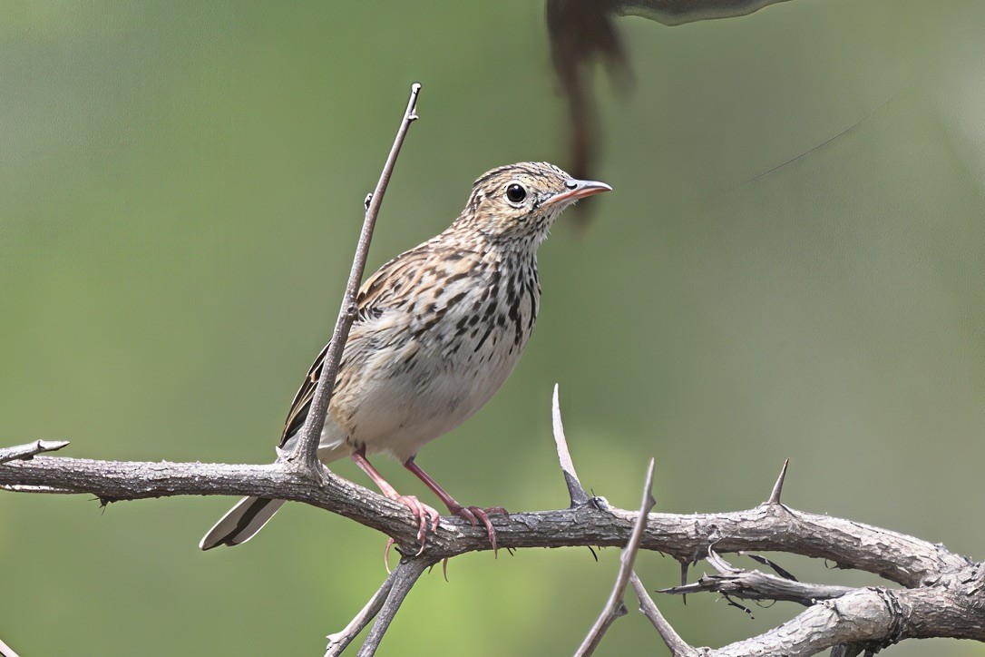 クサハラタヒバリ - ML644468114