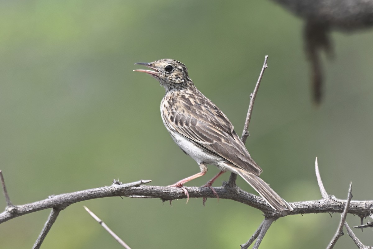 クサハラタヒバリ - ML644468115