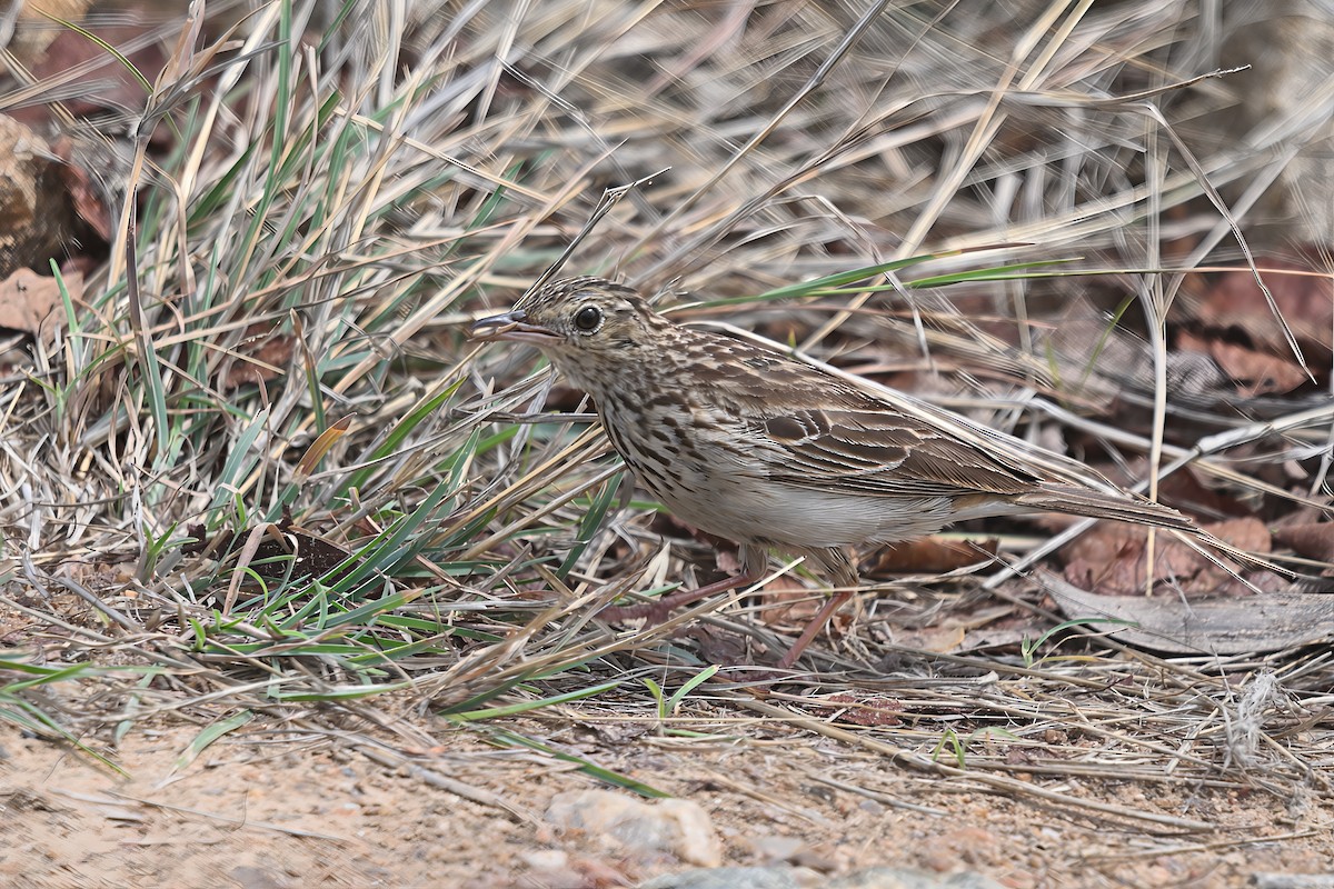 クサハラタヒバリ - ML644468116