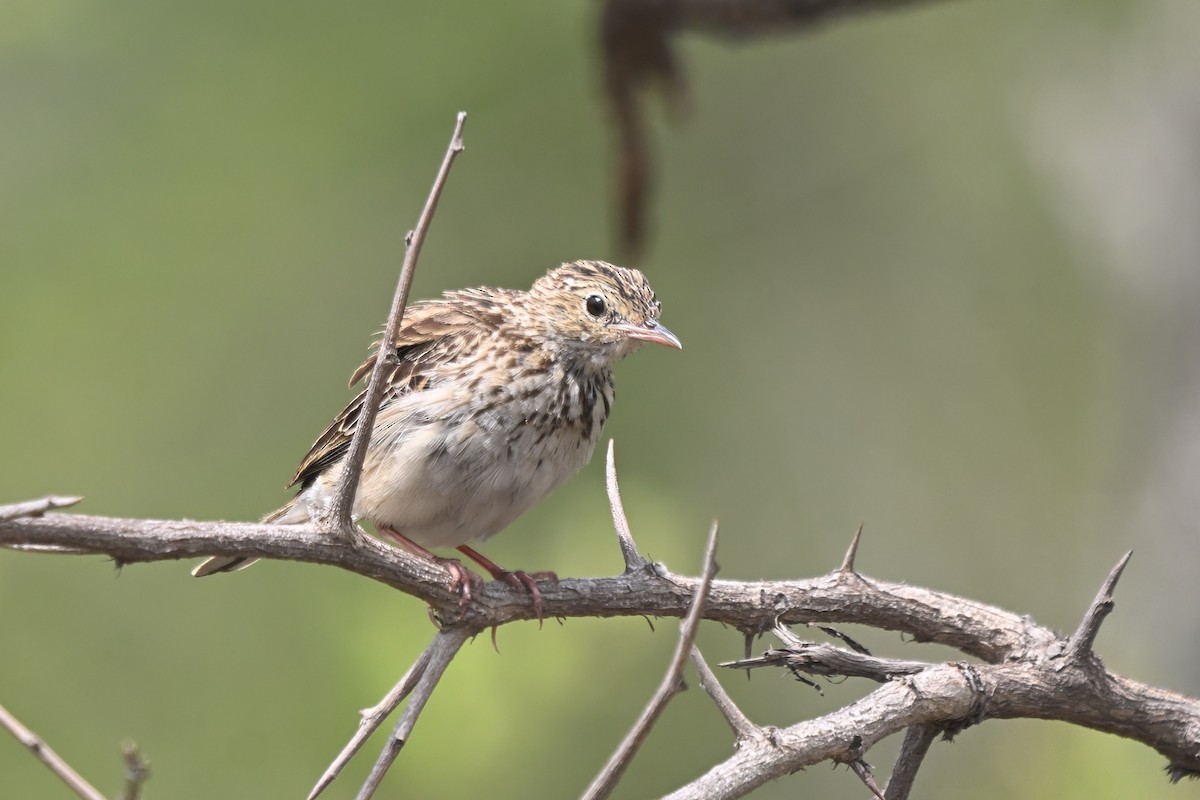 クサハラタヒバリ - ML644468117