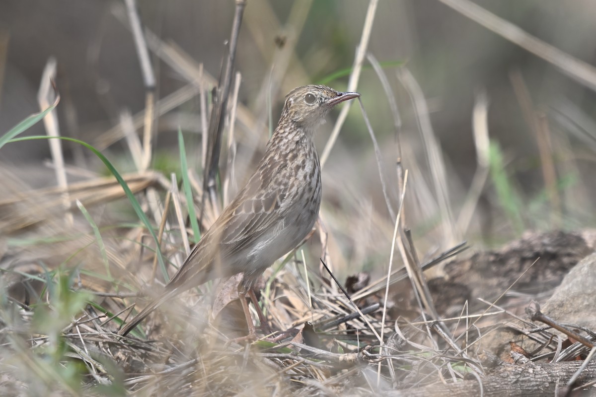 クサハラタヒバリ - ML644468118