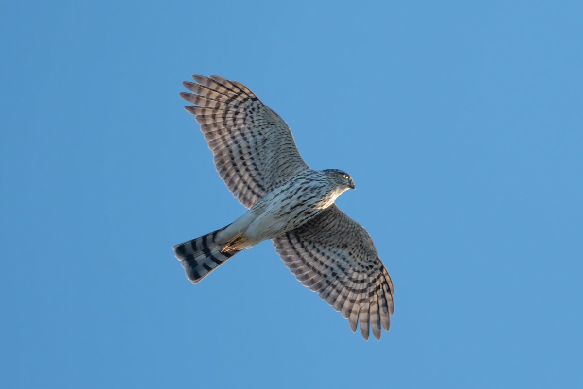 アシボソハイタカ - ML644468123