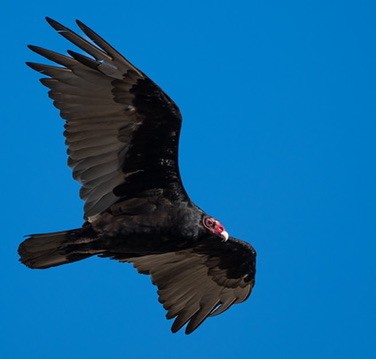 Turkey Vulture - ML644468126