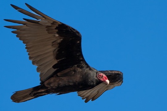Turkey Vulture - ML644468127
