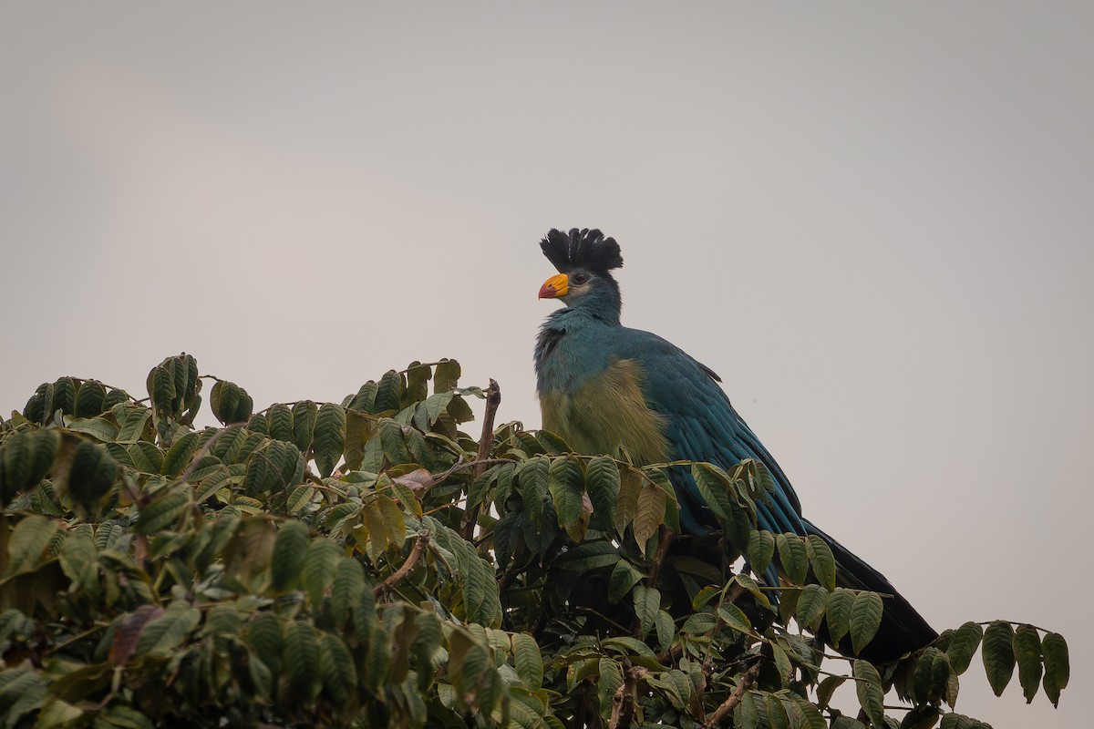 turako velký - ML644468129