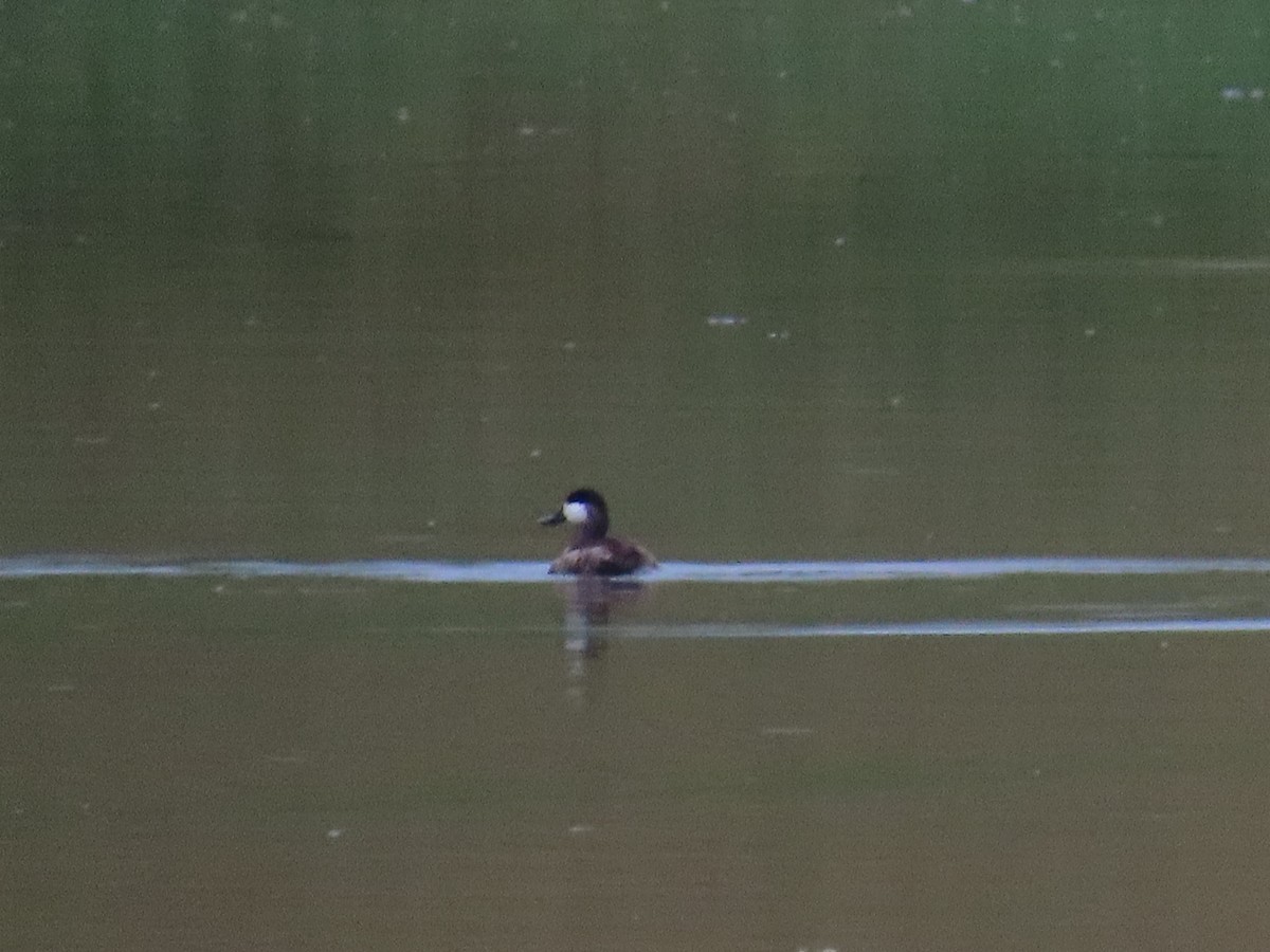 Ruddy Duck - ML644468130