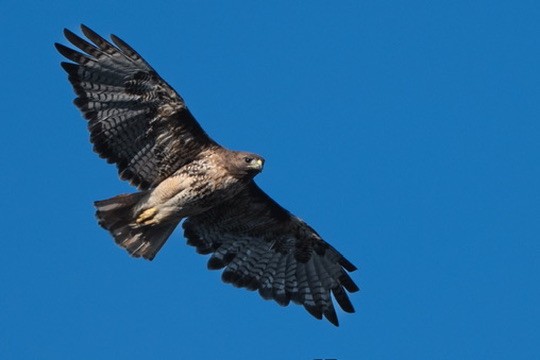 Red-tailed Hawk - ML644468132