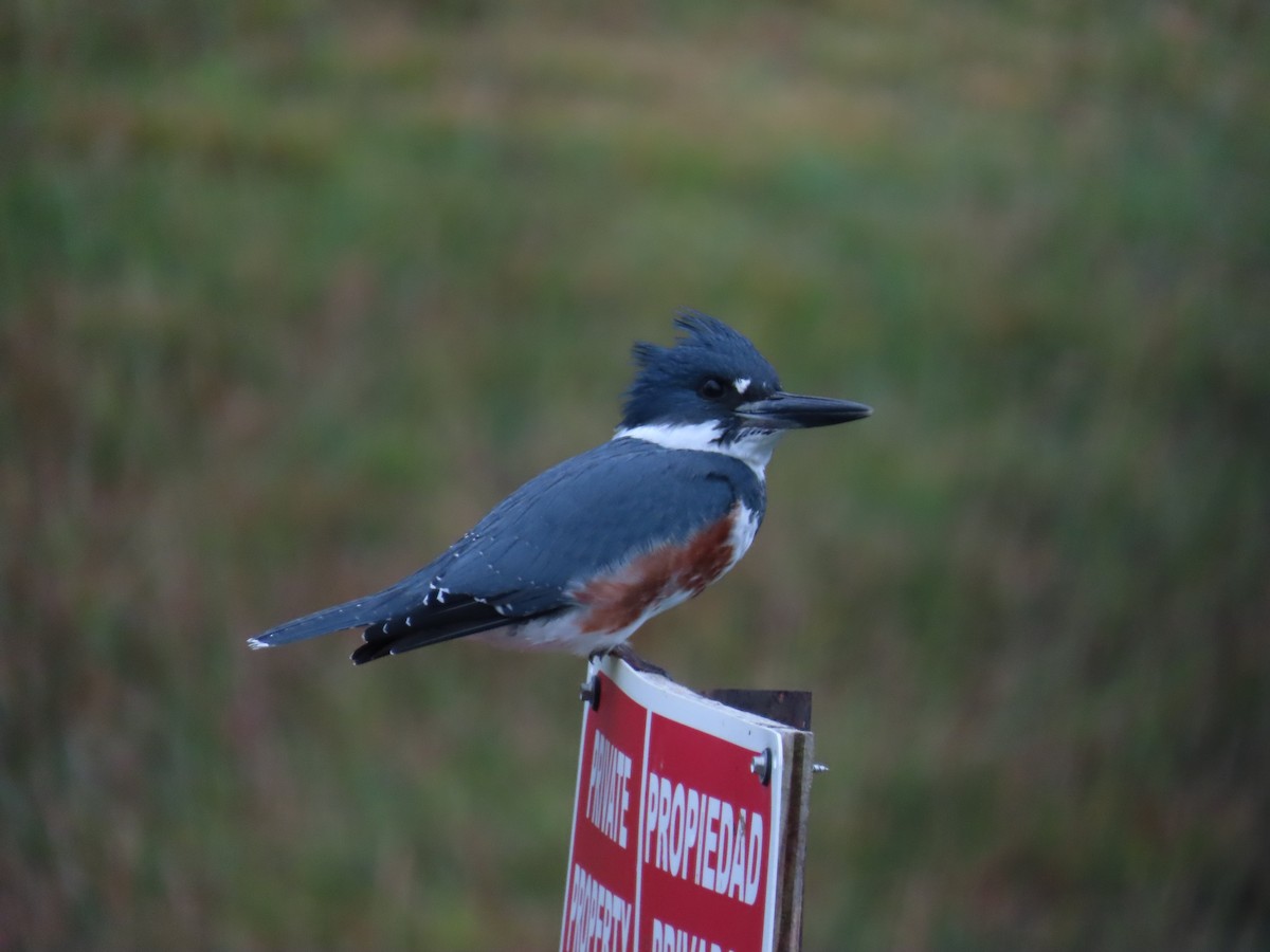 Belted Kingfisher - ML644468139