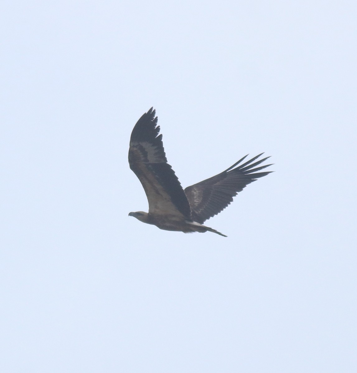 Pygargue blagre - ML644468141