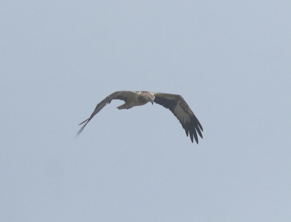 Pygargue blagre - ML644468149