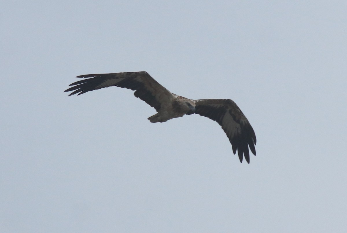 Pygargue blagre - ML644468150