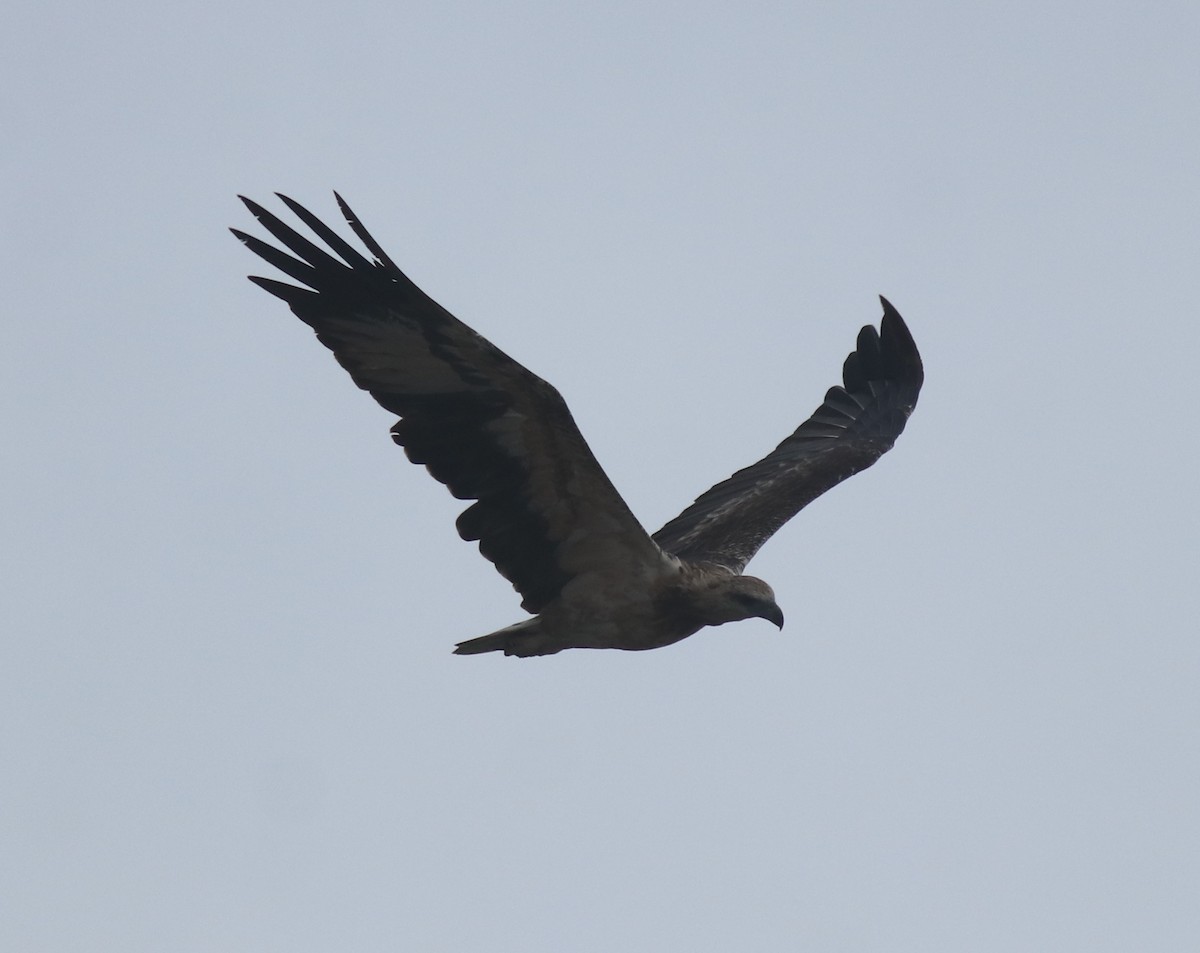 Pygargue blagre - ML644468152