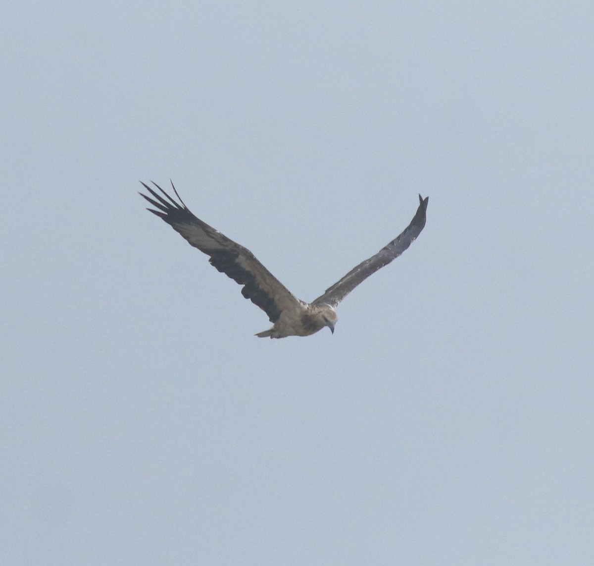 Pygargue blagre - ML644468154