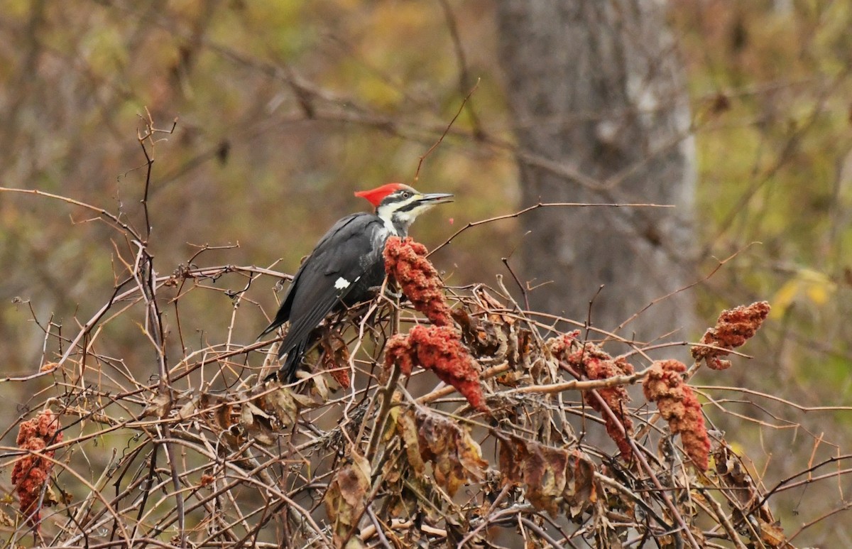 Picamaderos Norteamericano - ML644468156