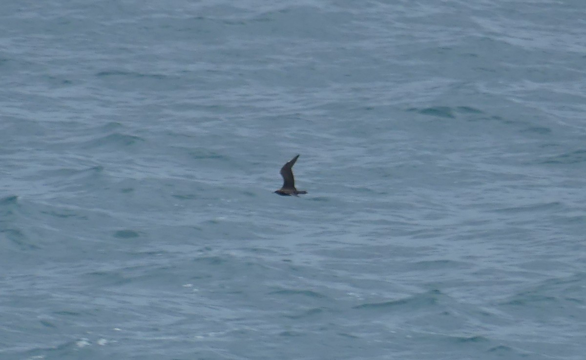 Labbe parasite - ML644468157