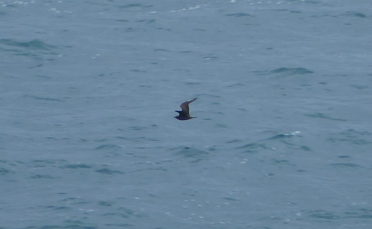 Labbe parasite - ML644468158