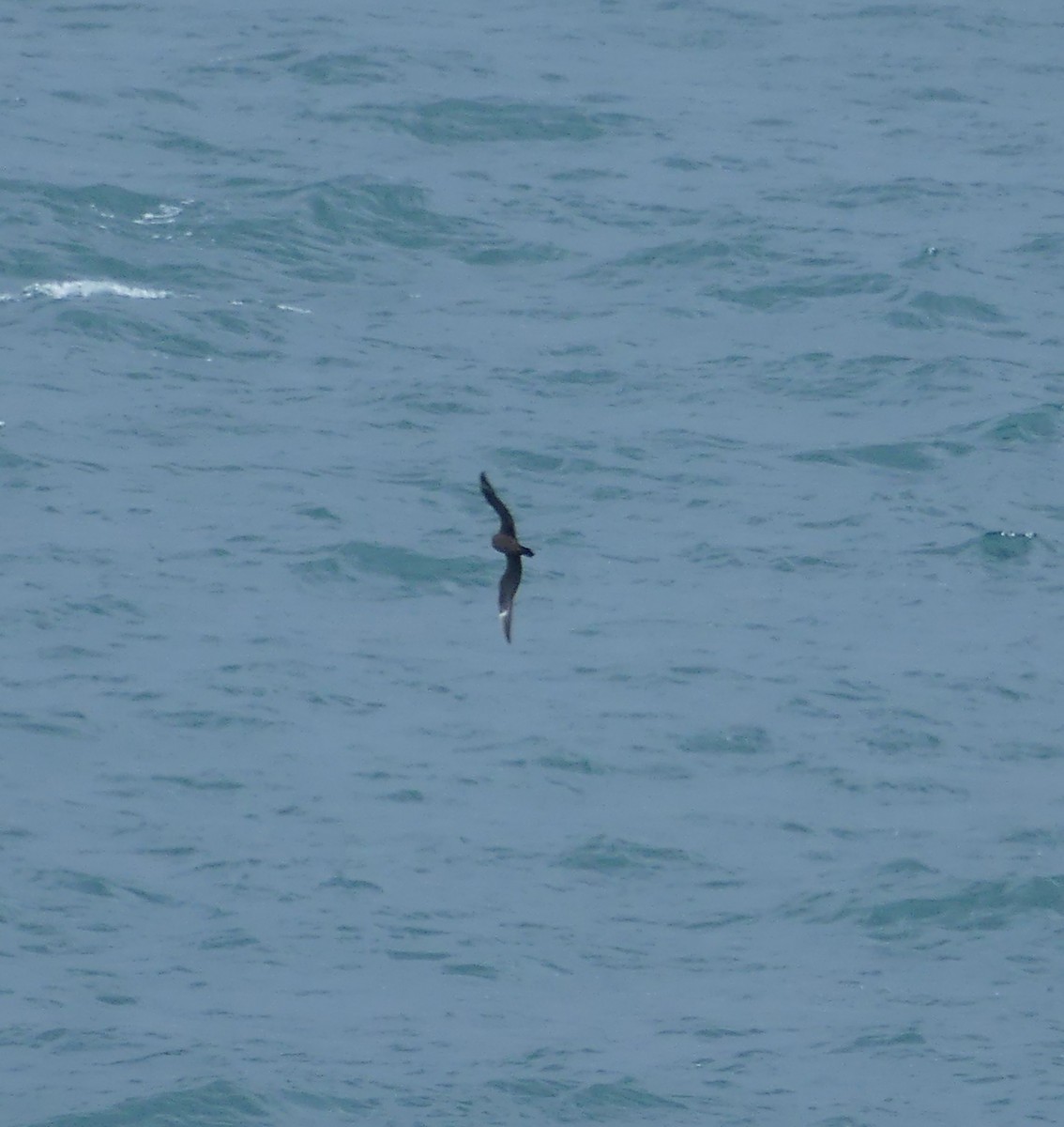 Labbe parasite - ML644468159