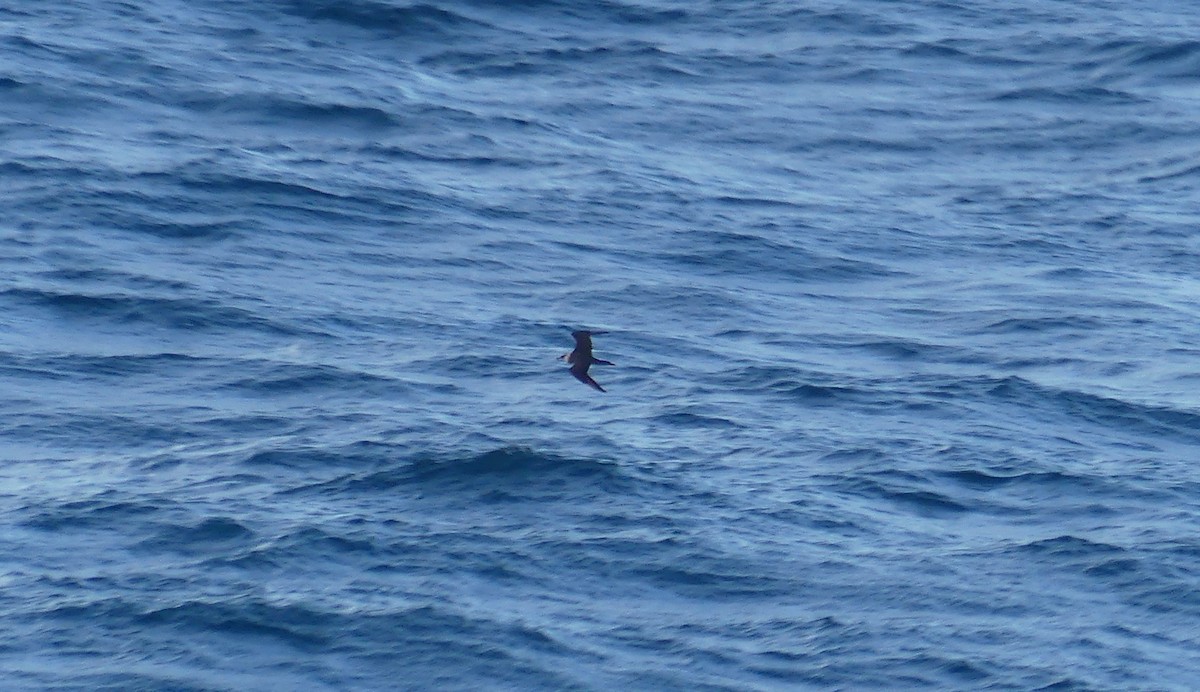 Labbe parasite - ML644468160