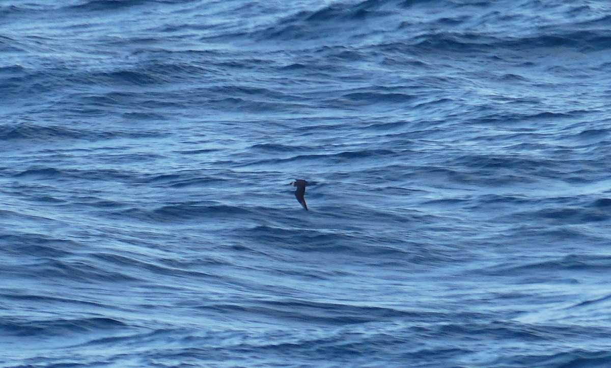 Labbe parasite - ML644468161