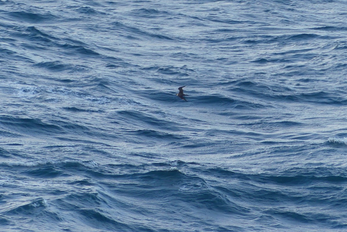 Labbe parasite - ML644468162