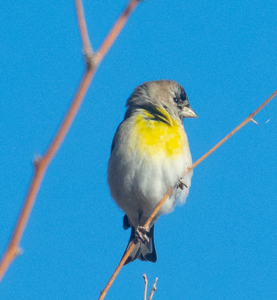 gråstillits - ML644468166