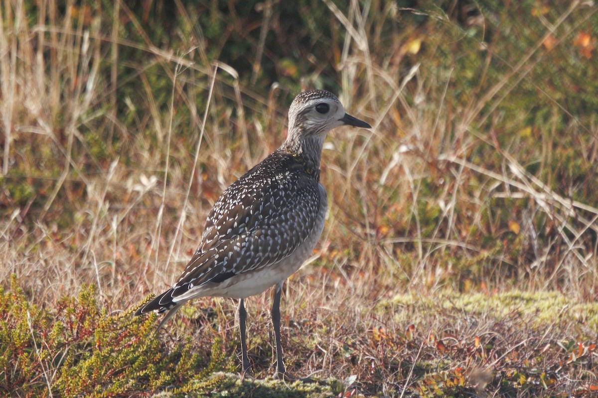 American Golden-Plover - ML644468175