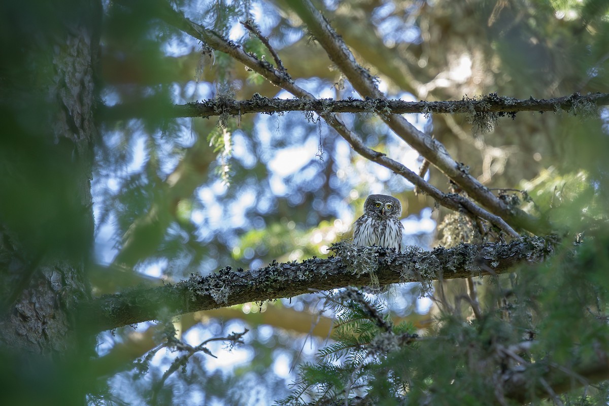 Eurasian Pygmy-Owl - ML644468177