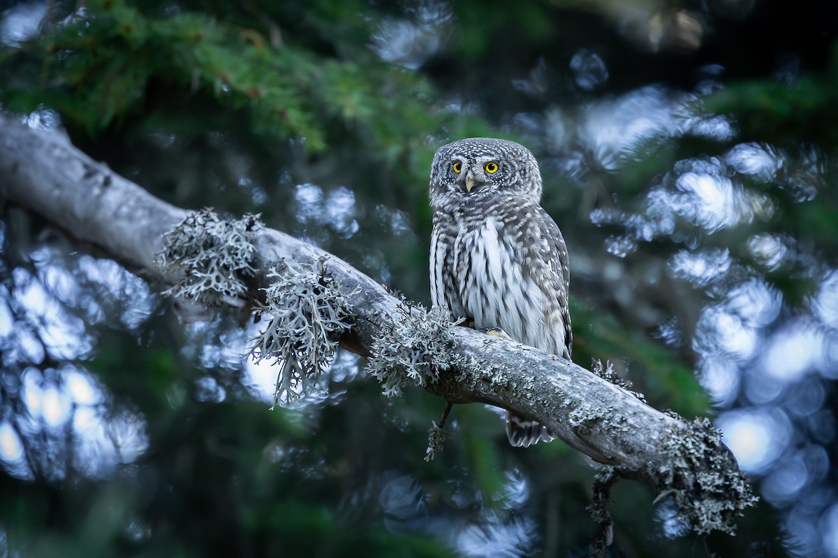 Eurasian Pygmy-Owl - ML644468178