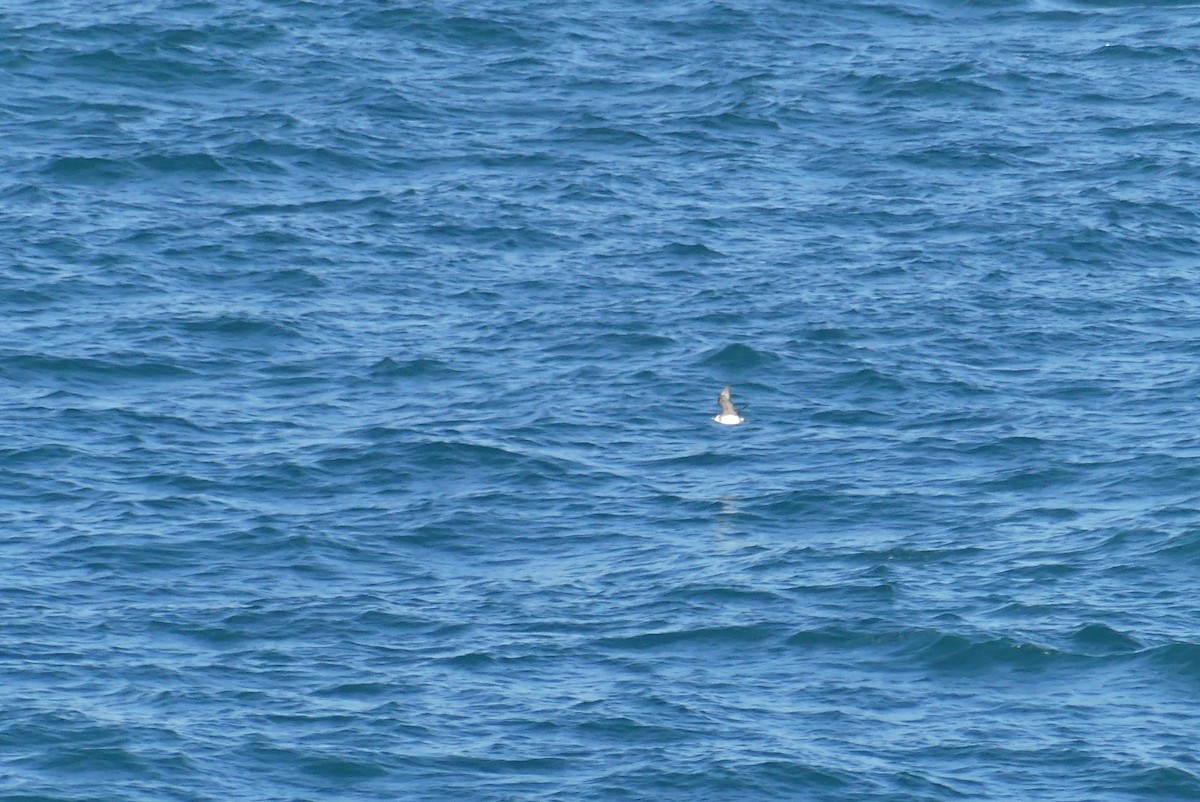 Labbe pomarin - ML644468179