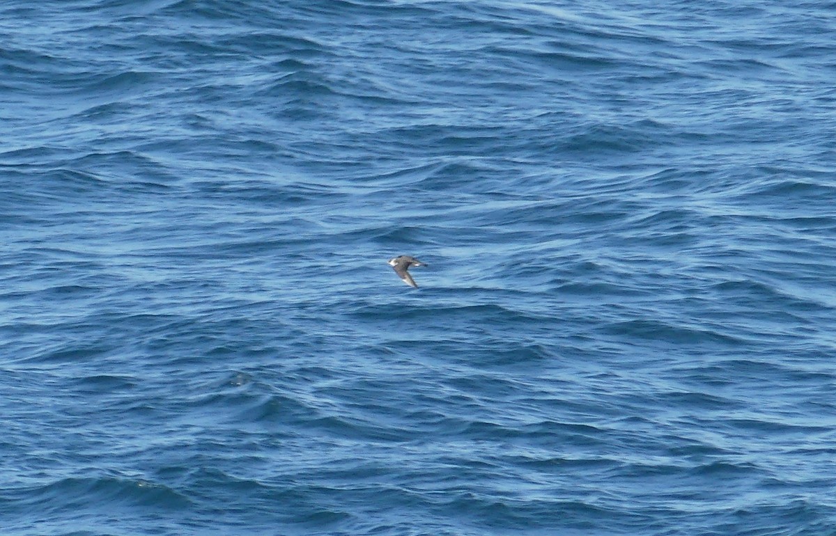 Labbe pomarin - ML644468180