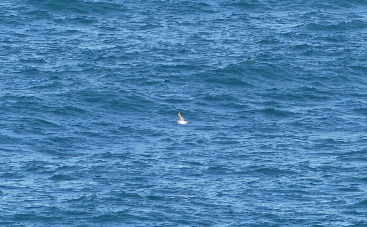 Labbe pomarin - ML644468181